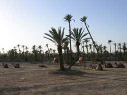 Balade dans la palmeraie en calèche