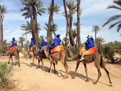Chameaux dans la Palmeraie de Marrakech