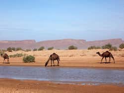 Oued Gris