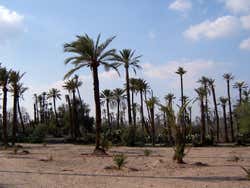 Palmeraie de Marrakech